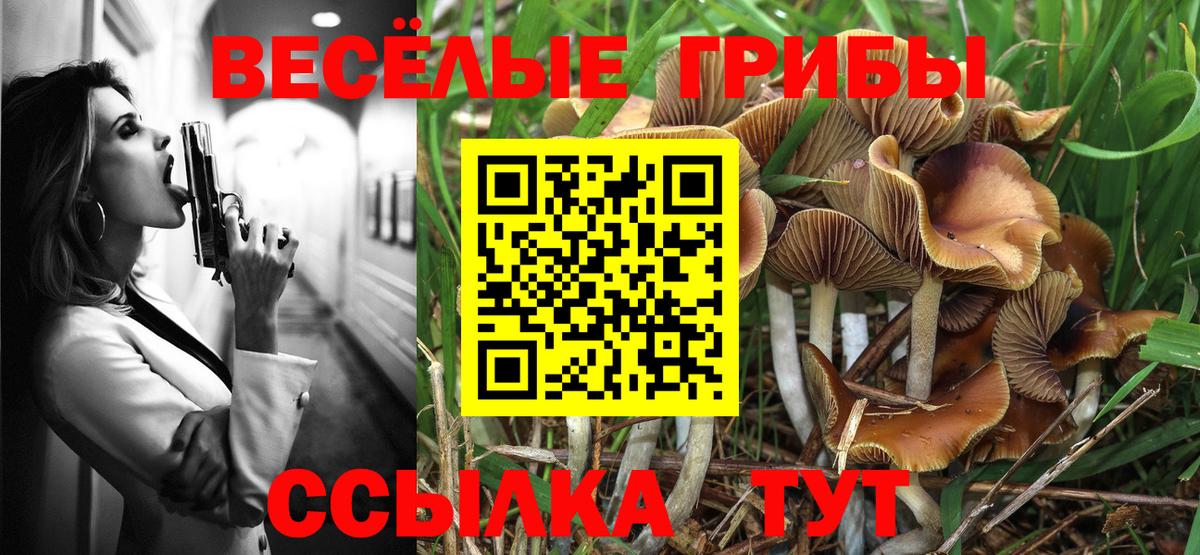 Псилоцибиновые грибы Cubensis Мценск